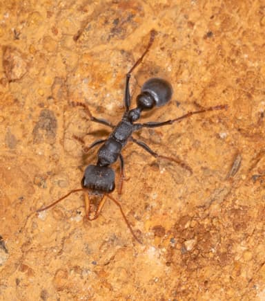 Myrmecia pilosula photo 87