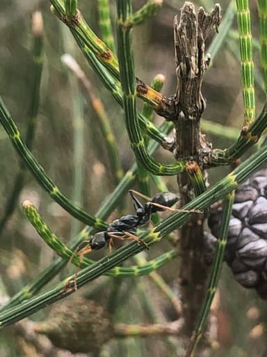 Myrmecia pilosula photo 89