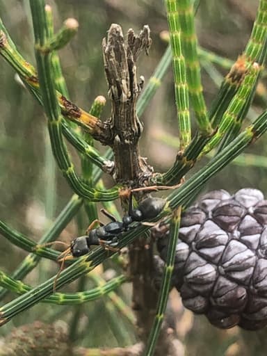 Myrmecia pilosula photo 90