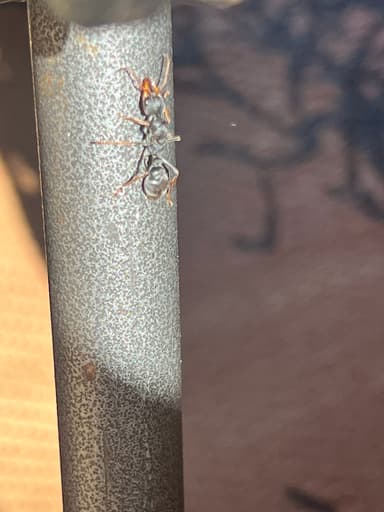 Myrmecia pilosula photo 92