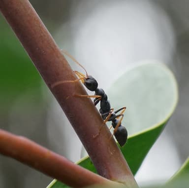 Myrmecia pilosula photo 96