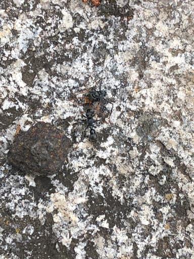 Myrmecia pilosula photo 98