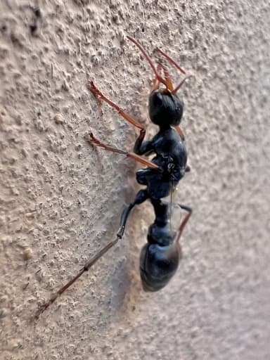Myrmecia pilosula photo 100