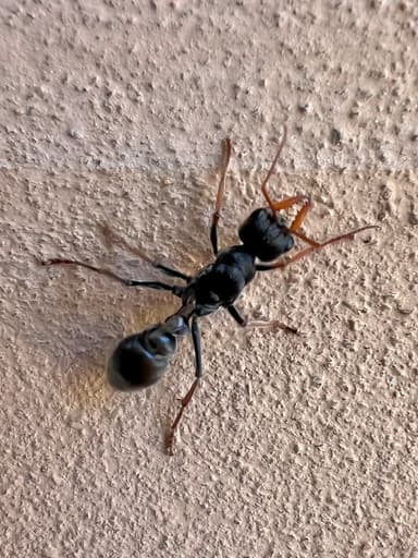 Myrmecia pilosula photo 101
