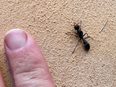 Myrmecia pilosula photo 102