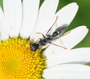 Myrmecia pilosula photo 106