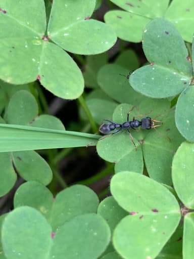 Myrmecia pilosula — colony photo 108