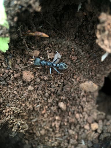 Myrmecia pilosula photo 111