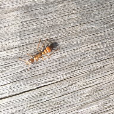 Myrmecia pilosula photo 114