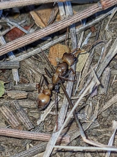Myrmecia pilosula photo 115