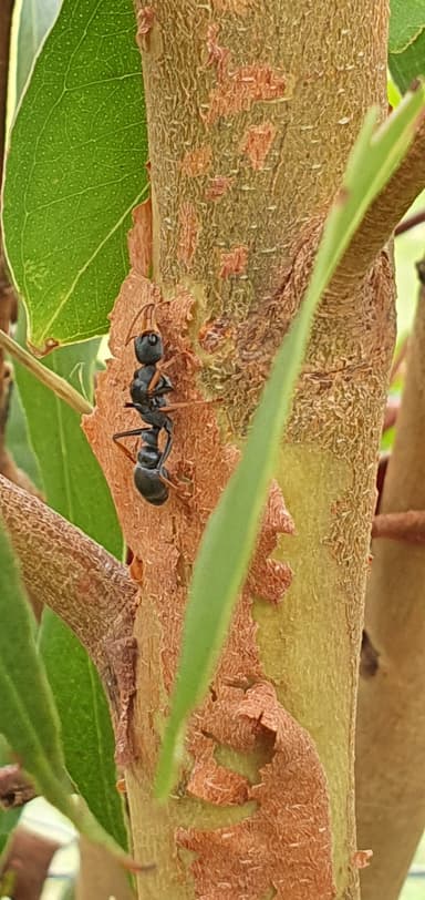 Myrmecia pilosula photo 116