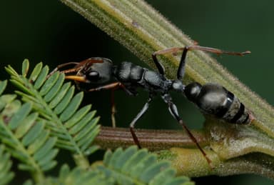 Myrmecia pilosula photo 119