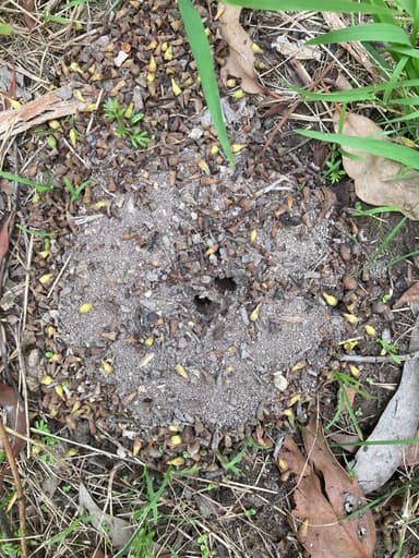 Myrmecia pilosula photo 121