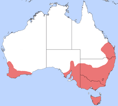 Myrmecia pilosula photo 1