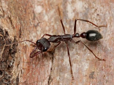 Myrmecia pyriformis photo 13