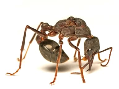 Myrmecia pyriformis photo 16
