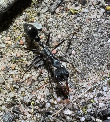 Myrmecia pyriformis photo 22