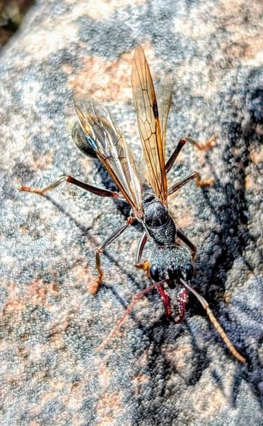 Myrmecia pyriformis photo 32