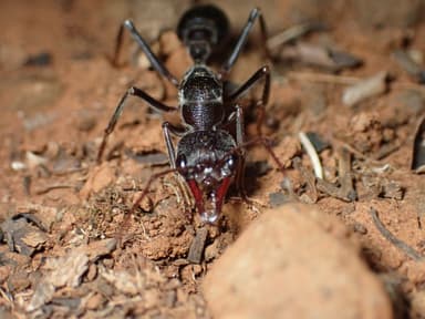 Myrmecia pyriformis photo 40