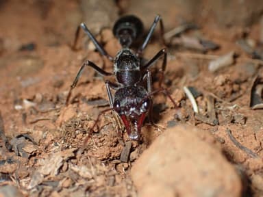 Myrmecia pyriformis photo 41