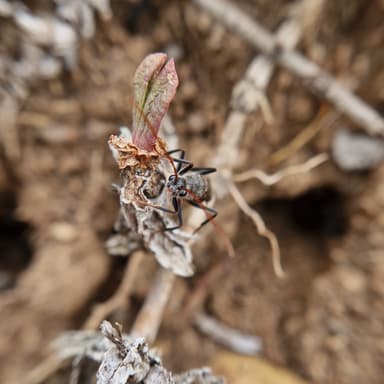 Myrmecia pyriformis — colony photo 44