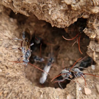 Myrmecia pyriformis — colony photo 45
