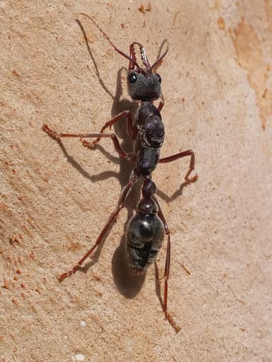 Myrmecia pyriformis photo 47
