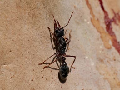 Myrmecia pyriformis photo 48
