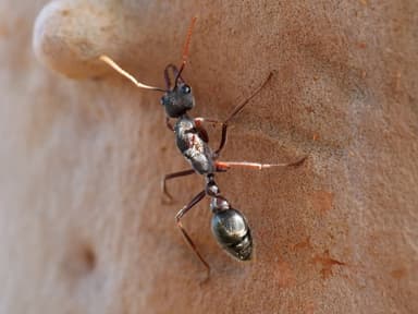 Myrmecia pyriformis photo 49