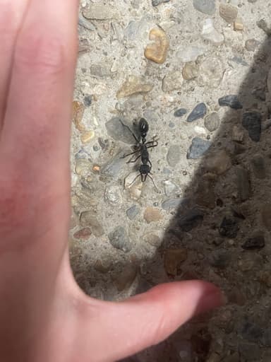 Myrmecia pyriformis photo 52