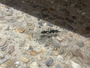 Myrmecia pyriformis photo 53