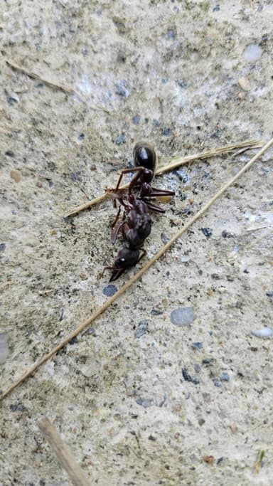 Myrmecia pyriformis photo 54