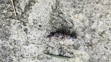 Myrmecia pyriformis photo 56