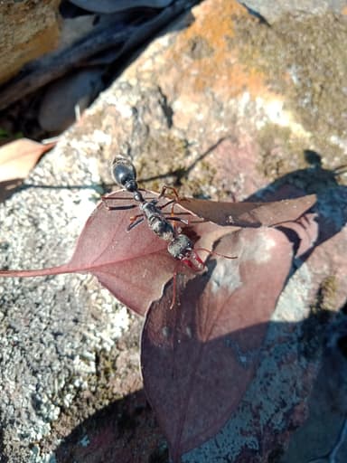 Myrmecia pyriformis photo 57