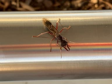 Myrmecia pyriformis photo 58