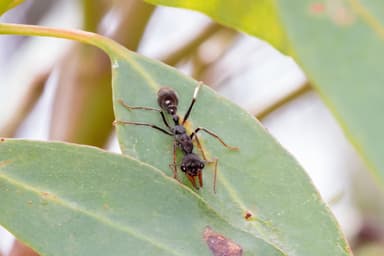 Myrmecia pyriformis photo 60