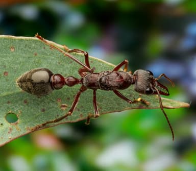 Myrmecia pyriformis photo 67
