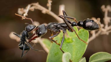 Myrmecia pyriformis photo 73