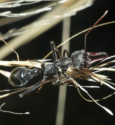 Myrmecia pyriformis photo 75