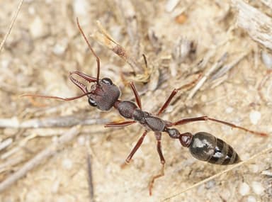 Myrmecia pyriformis photo 80
