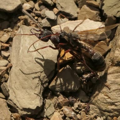 Myrmecia pyriformis — queen photo 83