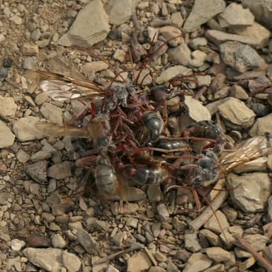 Myrmecia pyriformis — queen photo 84