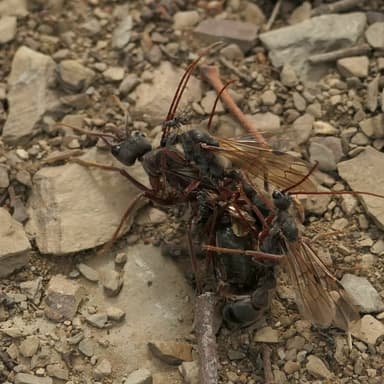Myrmecia pyriformis — queen photo 86