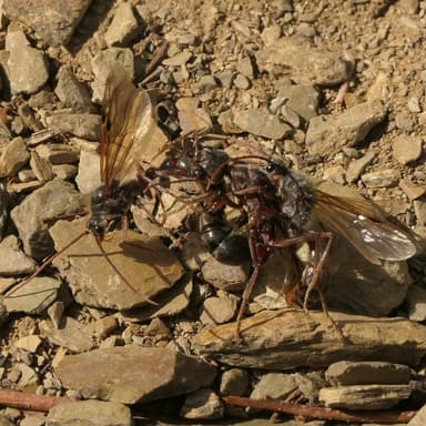 Myrmecia pyriformis — queen photo 87