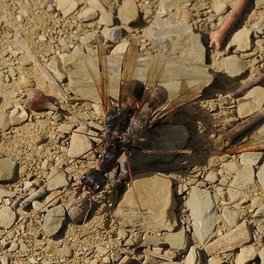 Myrmecia pyriformis — queen photo 88