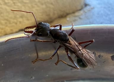 Myrmecia pyriformis photo 89