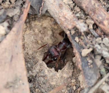Myrmecia pyriformis photo 91