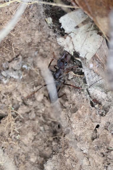 Myrmecia pyriformis photo 92