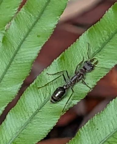 Myrmecia pyriformis photo 95