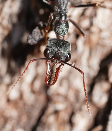 Myrmecia pyriformis photo 98